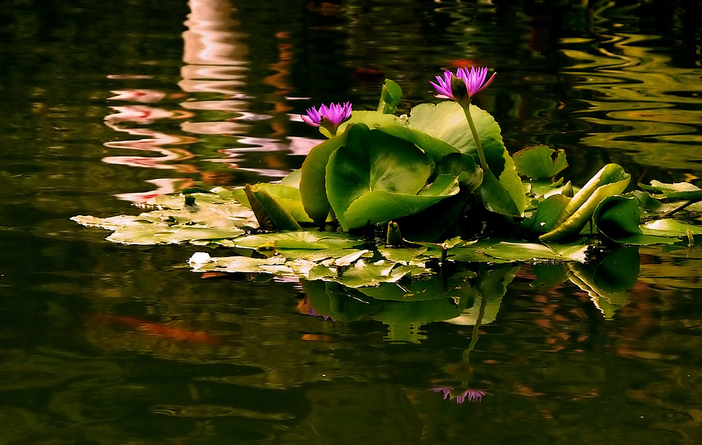 水景 摄影 sunfish