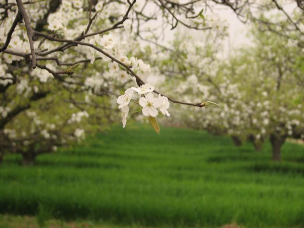 那年这个季节 摄影 zhjlb