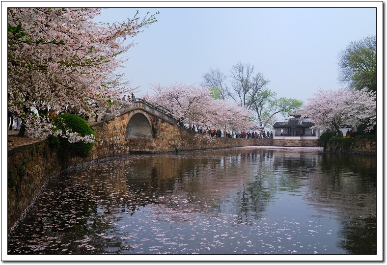 樱花时节(2)——无锡景(23) 摄影 阿乐