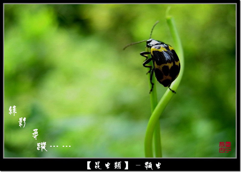 绿影寻踪－昆虫 摄影 无梦西子