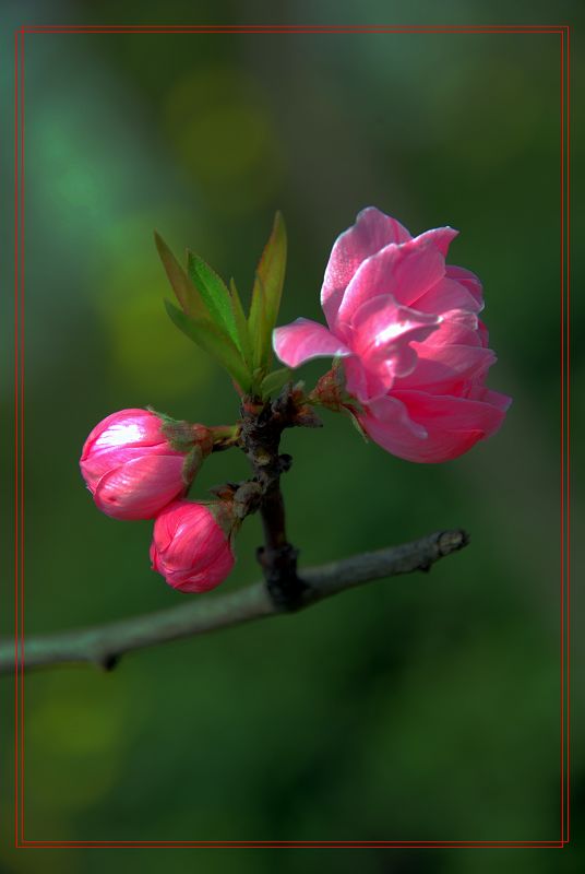 桃花 摄影 研影