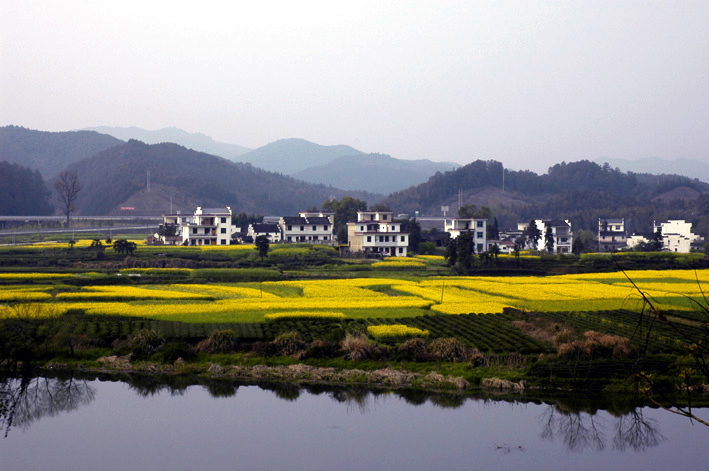 美丽的婺源-盛开的油菜花 摄影 窗外的风景