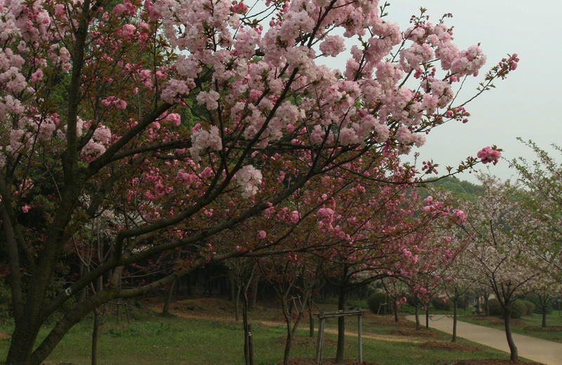 磨山樱园 摄影 tsgtsg