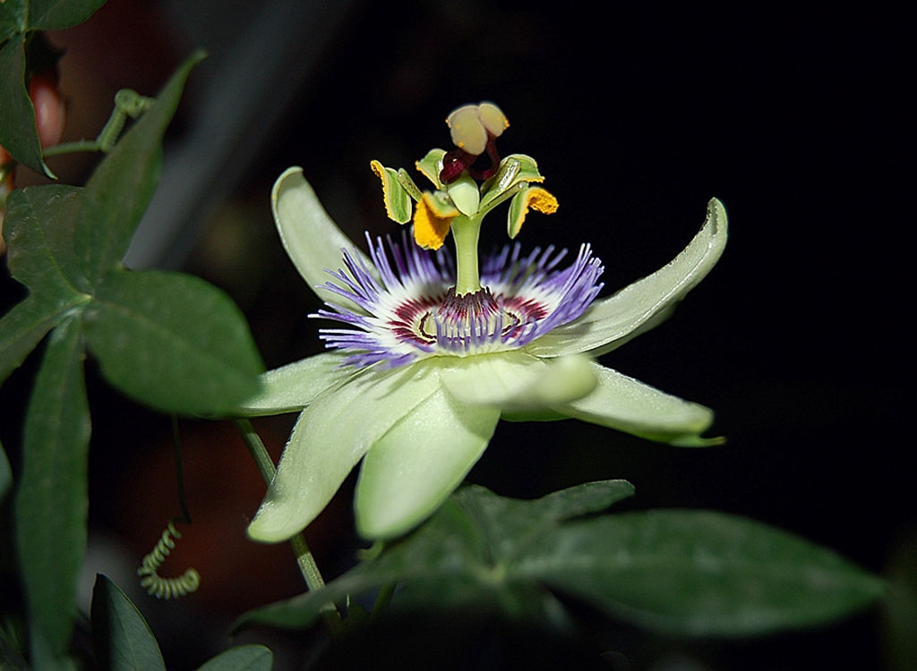 西番莲 摄影 漫花遍野