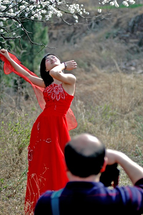 杏花树下 摄影 暴风骤雨123