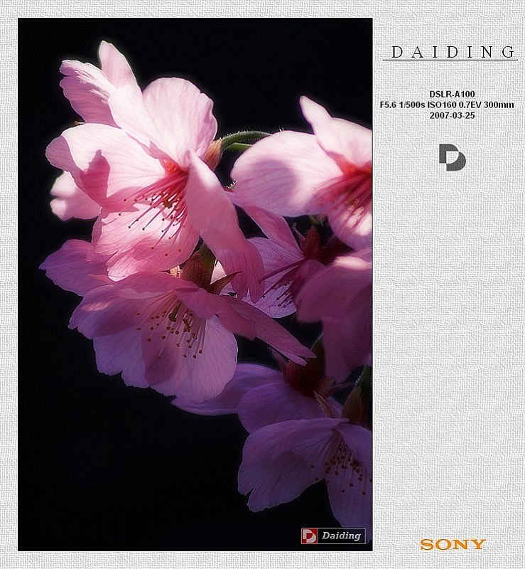 玉渊潭樱花之六 摄影 daiding