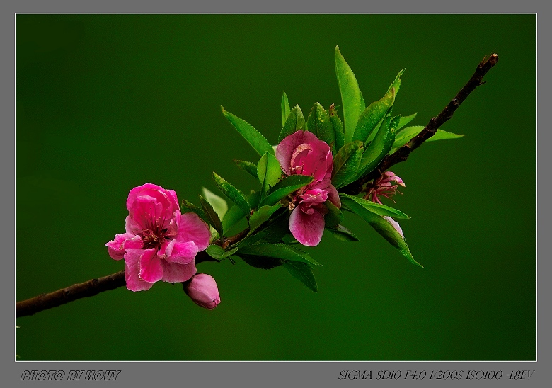 ~桃花~ 摄影 LIOUY