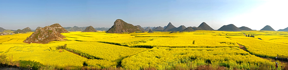 金鸡岭油菜花 摄影 yanzhang