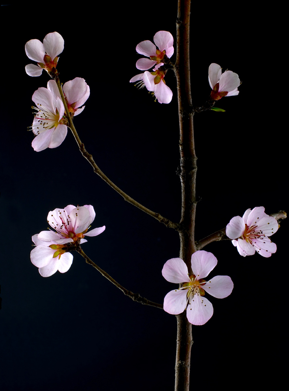 春花 摄影 红片