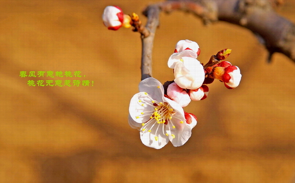 春风有意艳桃花 摄影 虚竹子