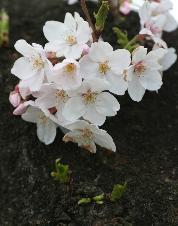 樱花 摄影 无名小花