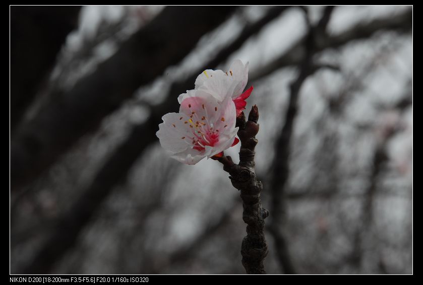 春暖花开 摄影 小光圈