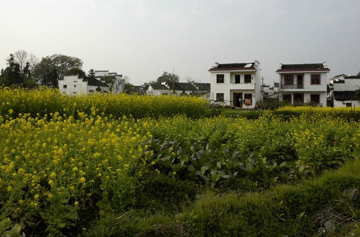 美丽的婺源-盛开的油菜花 摄影 窗外的风景