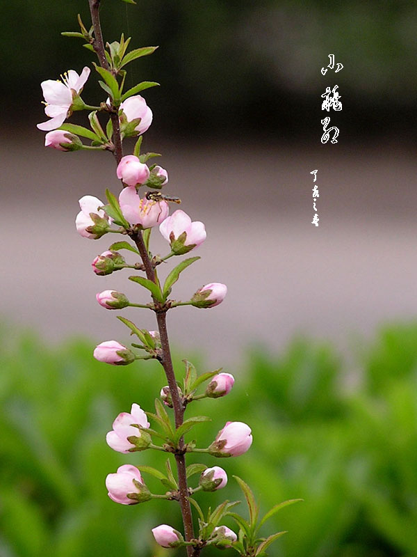 珍珠李花 摄影 晋风