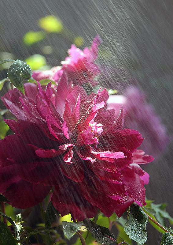 即时雨 摄影 苏州山山山