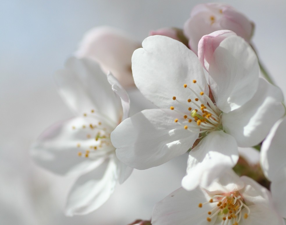 樱花 摄影 无名小花