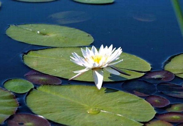 荷花 摄影 我主沉浮