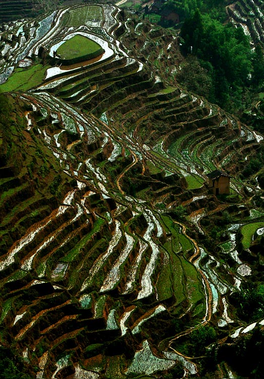 江西崇义梯田风光 摄影 gallon