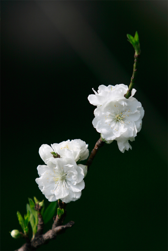 洁白无瑕(White Purity) 摄影 Greatrock