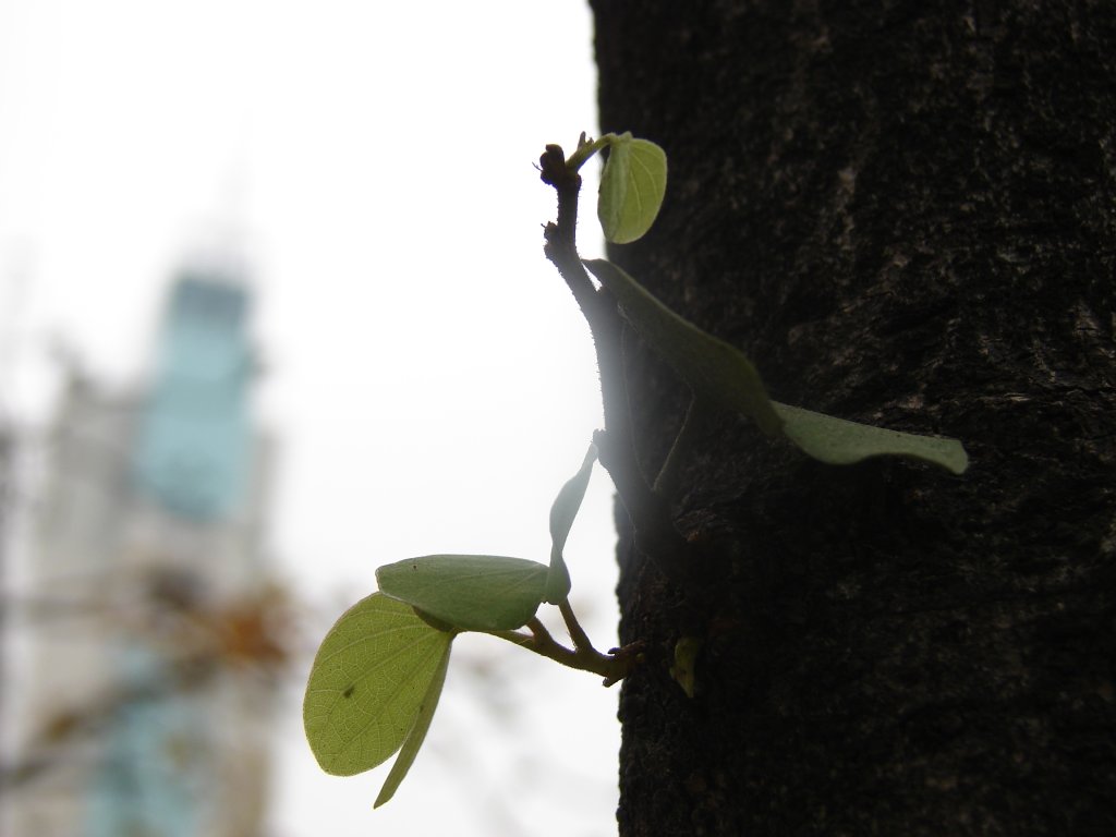 芽 摄影 古日