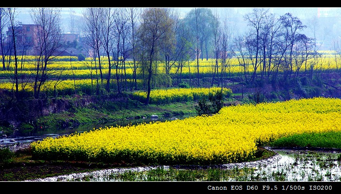 飘香 摄影 zjh2005