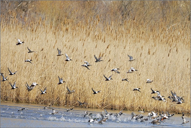 Jamaica Bay 摄影 zixian