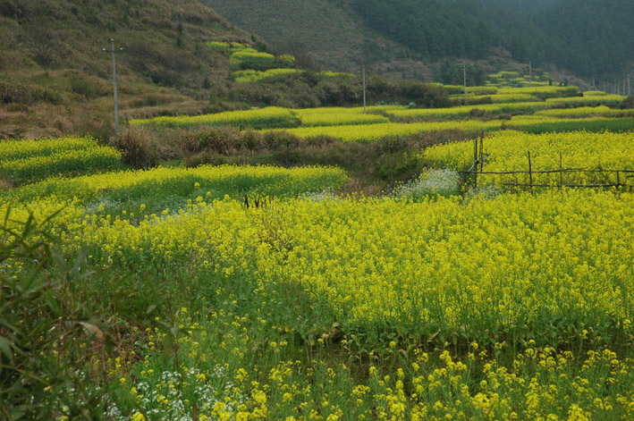 美丽的婺源-盛开的油菜花 摄影 窗外的风景