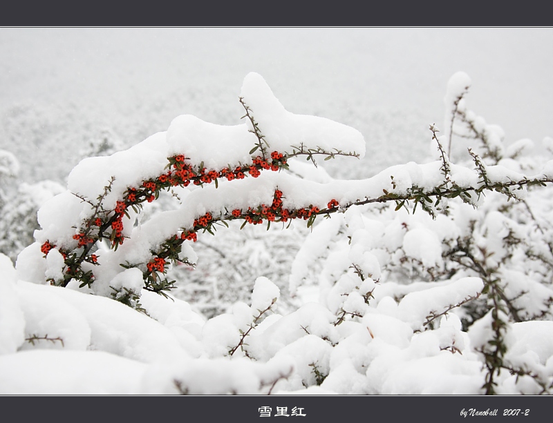 雪里红 摄影 nanoball