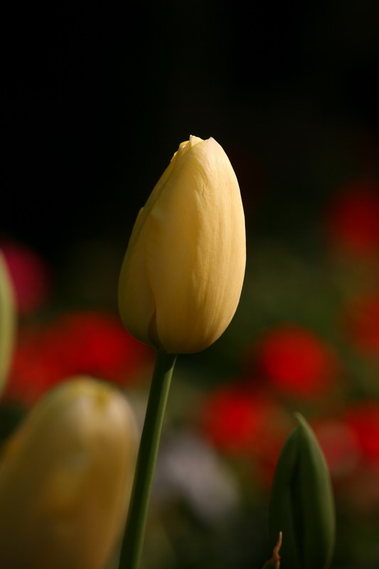 孤芳自赏 摄影 自然本色