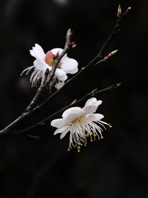 梅花 摄影 漂游