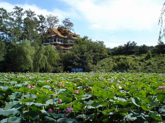 映日荷花 摄影 览胜