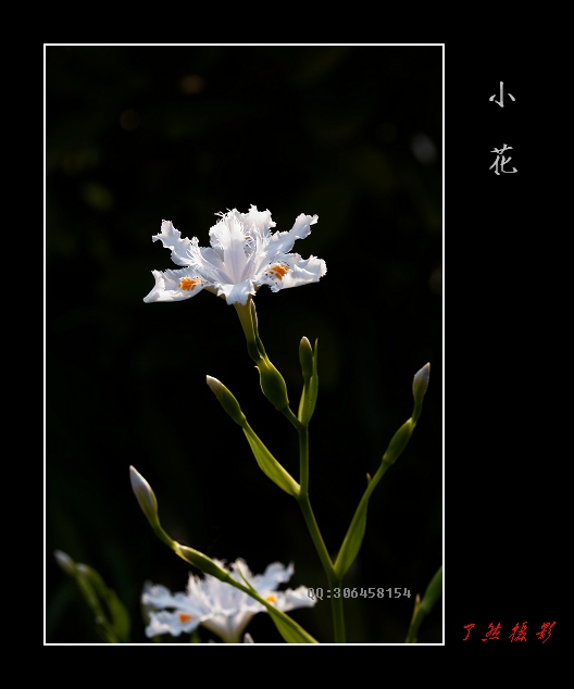 蝴蝶花 摄影 Rowater