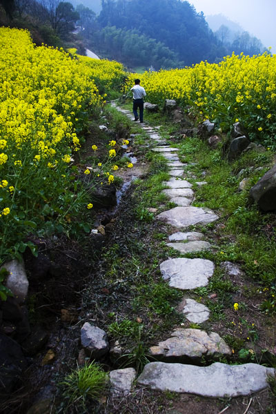 小路 摄影 风与影