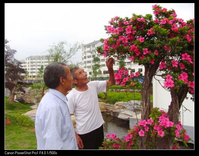 赏花 摄影 明月光