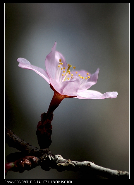 樱花 摄影 李鬼