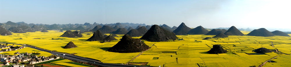 金鸡岭油菜花 摄影 yanzhang