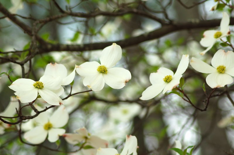 春暖花开 摄影 wondey