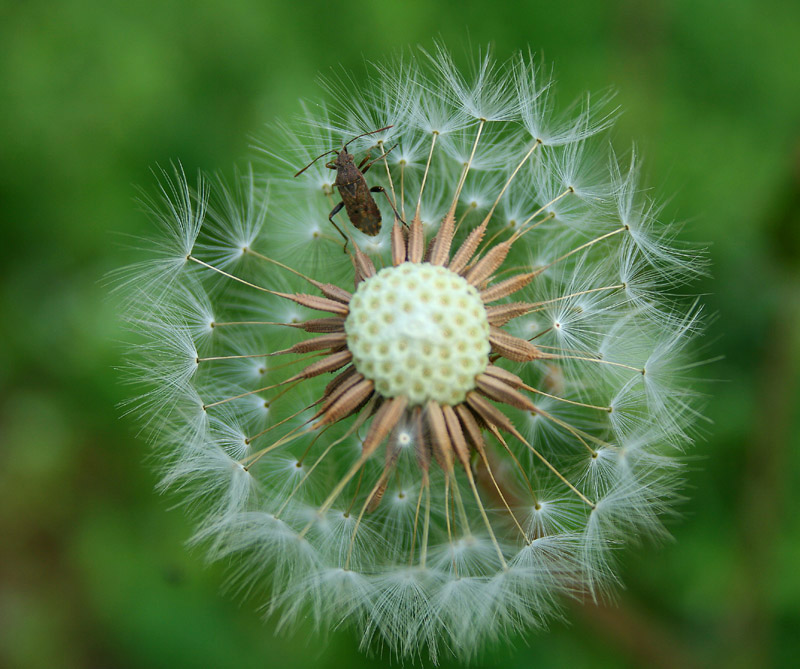 蒲公英 摄影 秦楚隐者