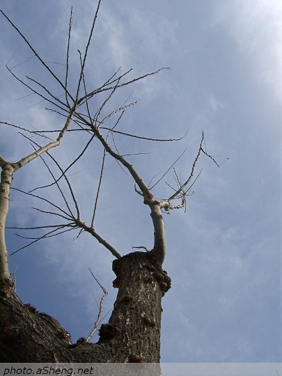 Tree and Sky 摄影 Aaron.Sheng