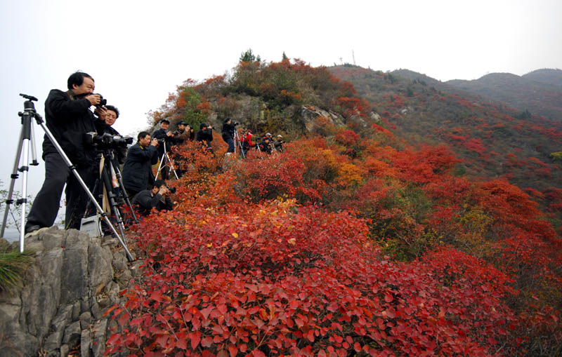 三峡红叶   3 摄影 安全