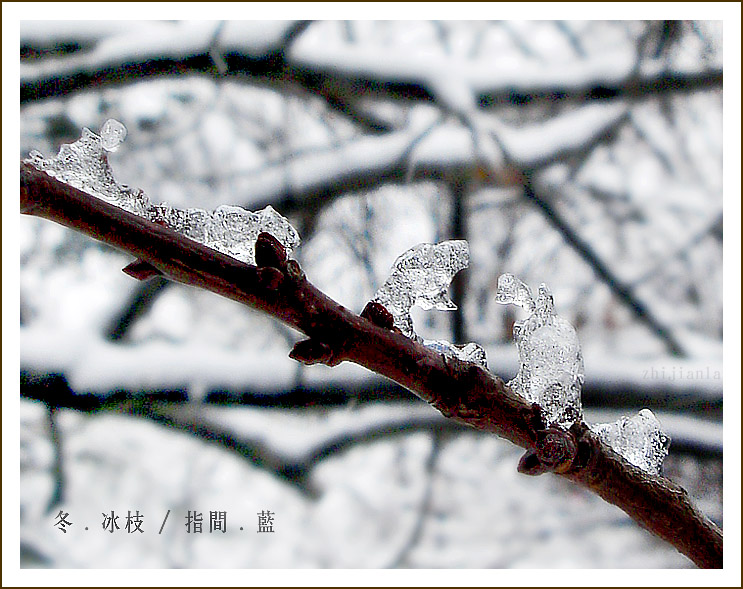 冬.冰枝 摄影 指间.蓝