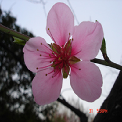 桃花 摄影 XI细雨YU