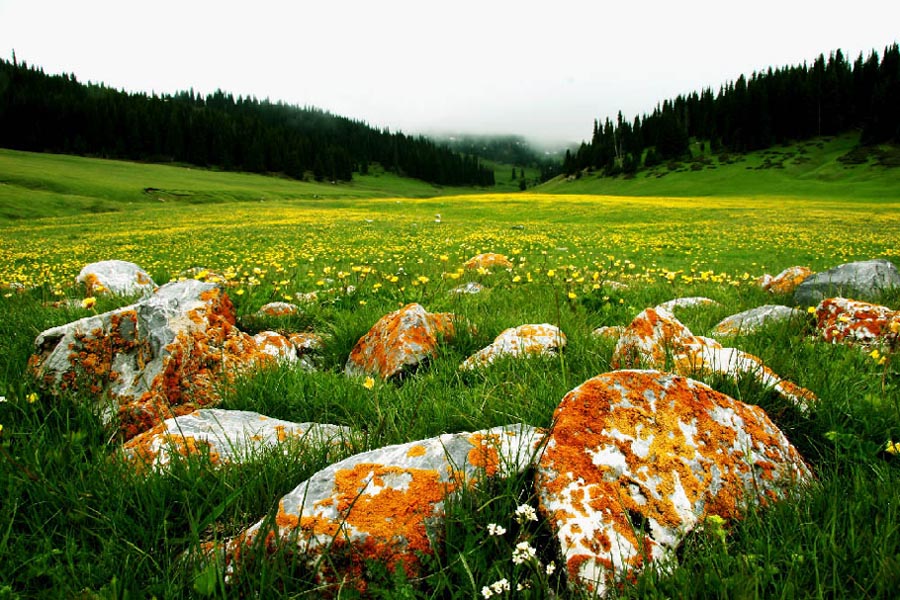 醉卧花荫 摄影 山野