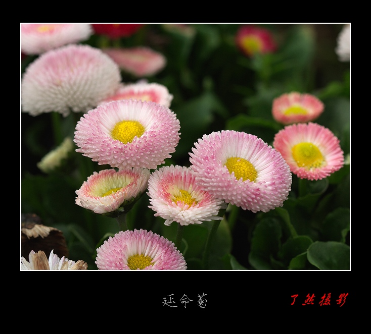 延命菊 摄影 Rowater