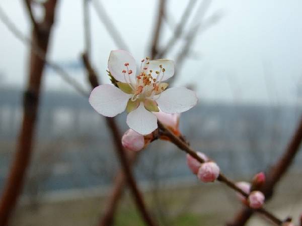 春到花先知 摄影 华山行