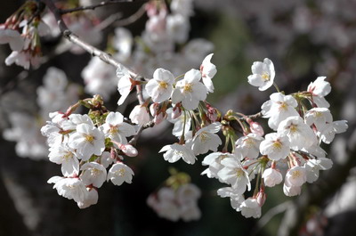 樱花 摄影 碧空