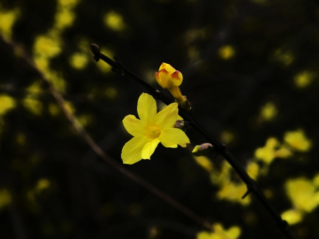 迎春花 摄影 monsoon