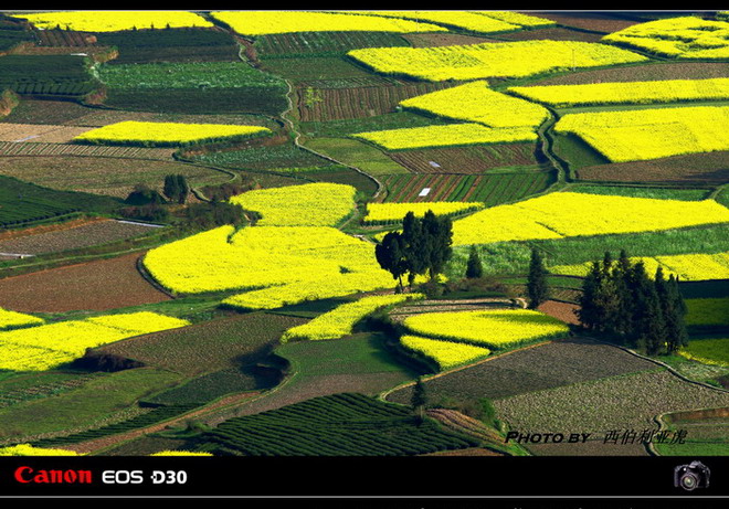 田野的景色 (scenery) 摄影 西伯利亚虎