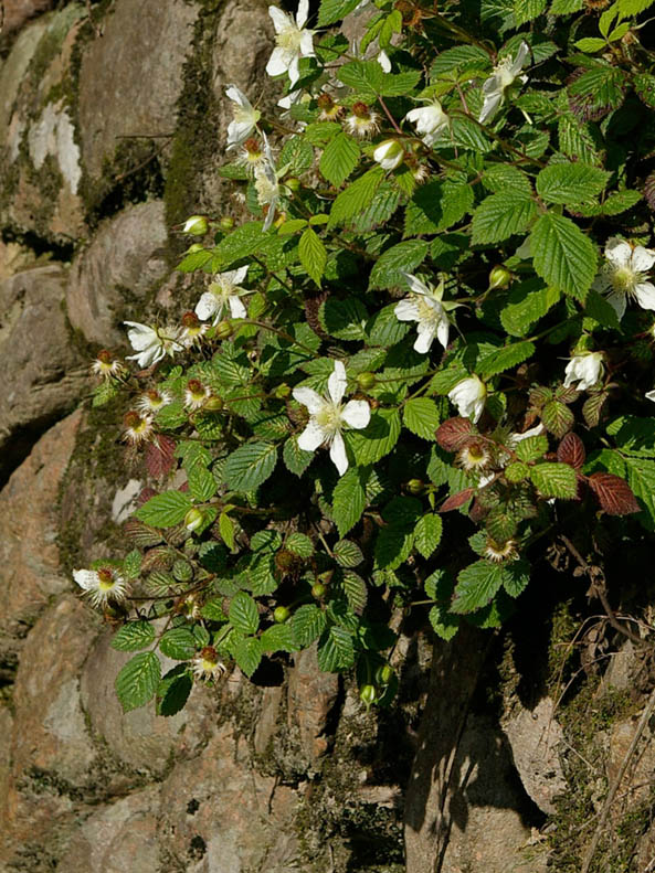 野草莓 摄影 oezg