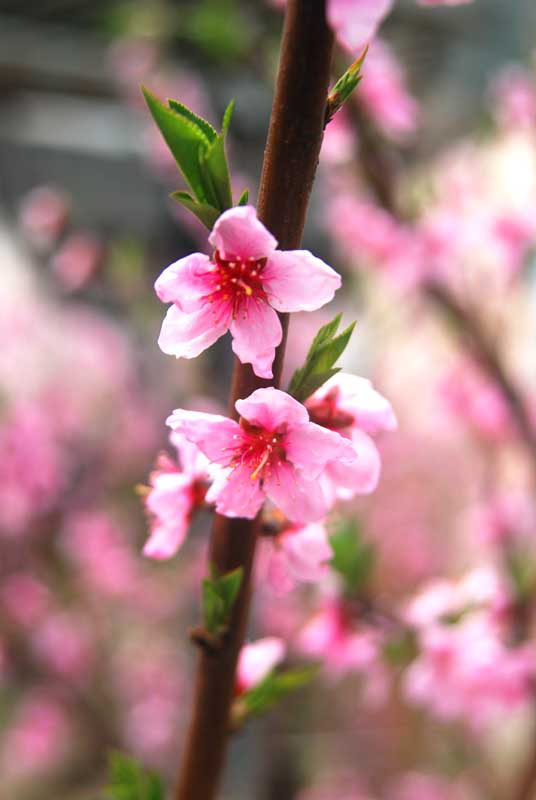 桃花 摄影 黟山